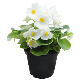 Бегония вечноцветущая Super Cool White 10 семян (в драже)