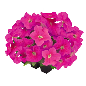 НОВИНКА! Петуния крупноцветковая Саксесс 360 Pink 10 драже