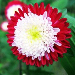 Астра китайская Pompon Red With White Centre 10 семян