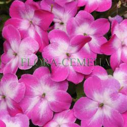 Бальзамин SUPER ELFIN XP Violet Starburst 5 семян