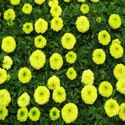 Бархатцы прямостоячие Купидон Lemon Yellow 10 семян