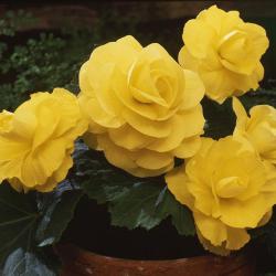 Бегония клубневая AmeriHybrid Roseform Yellow 5 драже