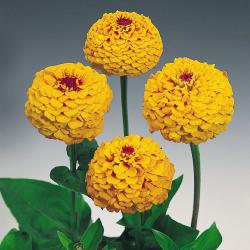 Цинния Oklahoma Golden Yellow 10 семян