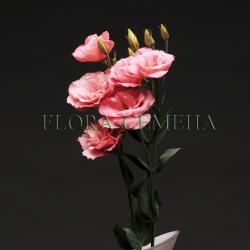 Эустома крупноцветковая Флар Deep Rose 5 драже