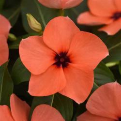 Катарантус розовый Tattoo Orange 5 семян (НОВИНКА)