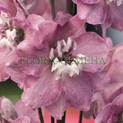 Дельфиниум высокий Мэджик Фонтэйнс Cherry Blossom with White Bee 10 шт